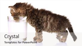  Presentation with white milk - Cool new slide deck with kitten with glass of milk backdrop and a light gray colored foreground