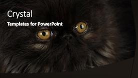  Presentation with eyes - Slides enhanced with kitten-with-intense-amber-eyes background and a black colored foreground