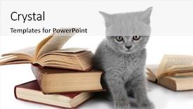  Presentation with kitten - Presentation design having kitten with pile of book background and a  colored foreground