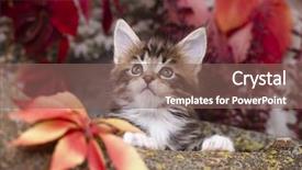  Presentation with kitten - Theme having kitten background and a violet colored foreground