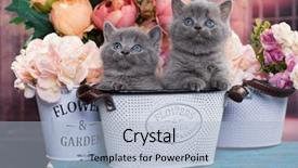  Presentation with fertilizer flowers - Theme enhanced with kittens and flowers background and a light blue colored foreground
