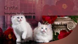  Presentation with flowers - Slide deck with kittens-breed-ragdoll-and-red background and a tawny brown colored foreground