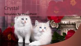  Presentation with flower - Presentation theme featuring kittens-breed-ragdoll-and-red background and a violet colored foreground