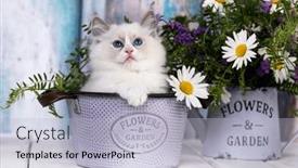  Presentation with chamomile - Presentation enhanced with kittens-breed-ragdoll-and-white background and a light gray colored foreground