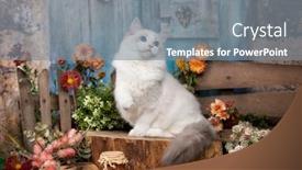  Presentation with best of breed - Slide set consisting of kittens-breed-ragdoll-in-autumn background and a gray colored foreground