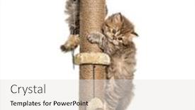  Presentation with british - Audience pleasing presentation design consisting of kittens-british-longhair-playing backdrop and a white colored foreground