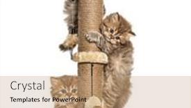  Presentation with british - Colorful presentation enhanced with kittens-british-longhair-playing backdrop and a coral colored foreground