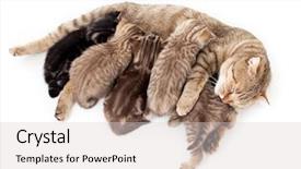  Presentation with cat - Presentation theme consisting of kittens brood feeding by mother background and a light gray colored foreground