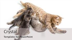 Presentation with cat - Amazing presentation theme having kittens brood feeding by mother backdrop and a light gray colored foreground