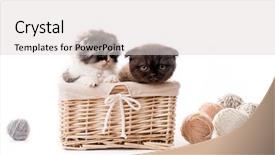  Presentation with ball bearing on a white - Presentation theme consisting of kittens in basket with lace background and a light gray colored foreground