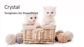  Presentation with hello kitty cute little kitten - Beautiful slide set featuring kittens in basket with lace backdrop and a white colored foreground