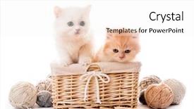 Presentation with ball bearing on a white - PPT theme featuring kittens in basket with lace background and a sky blue colored foreground