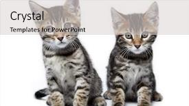  Presentation with maine - PPT theme consisting of kittens of the metis breed bengal maine coon age - 2 month background and a light gray colored foreground