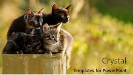  Presentation with cats - Amazing PPT layouts having kittens-outdoors-cats-in-nature backdrop and a yellow colored foreground