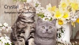  Presentation with spring - Audience pleasing presentation theme consisting of kittens sitting in spring flowers backdrop and a mint green colored foreground