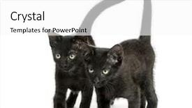  Presentation with old photographs black and white - PPT theme having kittens walking the same direction background and a  colored foreground