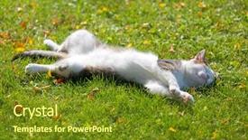  Presentation with green morning - Cool new presentation theme with kitty - cute white cat lying resting backdrop and a tawny brown colored foreground