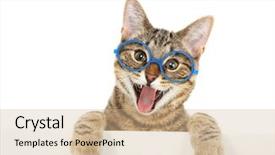  Presentation with cat - PPT layouts having kitty - happy bengal cat wearing glasses background and a coral colored foreground