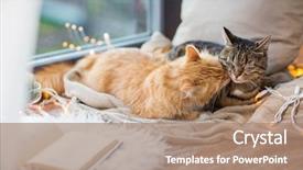  Presentation with cats - Colorful slides enhanced with kitty - pets christmas and hygge concept backdrop and a coral colored foreground
