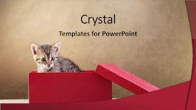  Presentation with kitten - PPT theme enhanced with kitty christmas - kitten for present - young background and a coral colored foreground