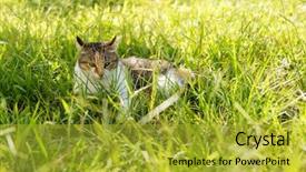  Presentation with hello kitty cartoon - PPT theme enhanced with kitty on the grassland domestic background and a gold colored foreground
