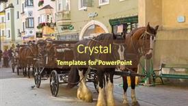  Presentation with white horse - 