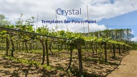  Presentation with kiwi fruit - Slide deck with kiwi-fruit-actinidia-deliciosa-plantation background and a sky blue colored foreground