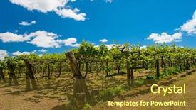  Presentation with kiwi fruit - Cool new presentation theme with kiwi fruit actinidia deliciosa plantation backdrop and a  colored foreground