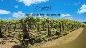  Presentation with kiwi fruit - PPT theme having kiwi fruit actinidia deliciosa plantation background and a teal colored foreground