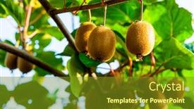  Presentation with kiwi - Slide set consisting of kiwi-on-a-branch background and a tawny brown colored foreground