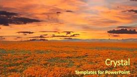 Presentation with poppy - Presentation theme with klaproos - california poppy field with sunrise background and a tawny brown colored foreground