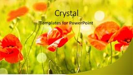  Presentation with spring flowers on textured - Beautiful PPT theme featuring klaproos - poppy flowers field nature spring backdrop and a yellow colored foreground