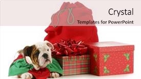  Presentation with english bulldog - Presentation featuring klaus - christmas puppy - english bulldog background and a lemonade colored foreground