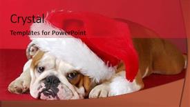  Presentation with english literature vintage - Slides having klaus - english bulldog wearing santa hat background and a red colored foreground