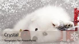  Presentation with japanese new year above view - PPT layouts enhanced with klaus - japanese white spitz and new background and a light gray colored foreground