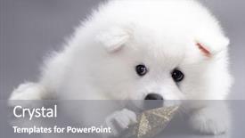  Presentation with free languages learn japanese language - Beautiful presentation theme featuring klaus - japanese white spitz backdrop and a gray colored foreground