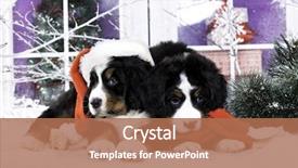  Presentation with jin ding monastry mountain - Presentation theme featuring klaus - puppies of the bernese mountain background and a coral colored foreground