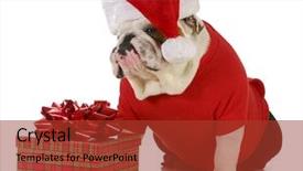  Presentation with english bulldog - Beautiful slides featuring klaus - santa dog - english bulldog backdrop and a red colored foreground