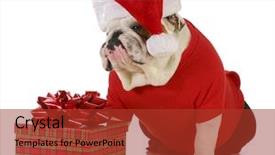  Presentation with christmas best wishes - PPT theme having klaus - santa dog - english bulldog background and a  colored foreground