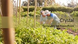  Presentation with beetroot - PPT layouts enhanced with kneeling - mature couple harvesting beetroot background and a yellow colored foreground