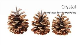  Presentation with pine cone - Audience pleasing PPT theme consisting of knick - three pine cone on white backdrop and a white colored foreground