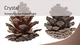  Presentation with pink and white - PPT theme having knick - two pine cones isolated background and a  colored foreground
