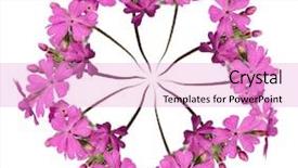  Presentation with brown sugar isolated on white - Slide deck with knick - wreath isolated on white background and a  colored foreground