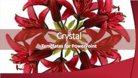  Presentation with blank whiteboard isolated on white - Slide deck with knick - wreath isolated on white background and a crimson colored foreground