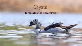  Presentation with south asia - Presentation design featuring knob-billed-duck and a  colored foreground