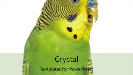  Presentation with close up elements - Theme featuring parakeet - close-up of melopsittacus undulatus also background and a seafoam green colored foreground