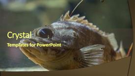  Presentation with keel billed toucan also known - Amazing presentation theme having known as the bluemouth rockfish backdrop and a  colored foreground