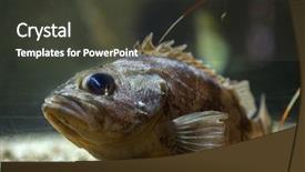  Presentation with keel billed toucan also known - Presentation theme with known as the bluemouth rockfish background and a dark gray colored foreground