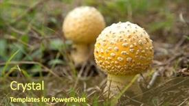  Presentation with mushroom - Amazing slide set having known as the fly agaric backdrop and a tawny brown colored foreground