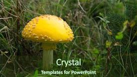  Presentation with fly - Presentation design consisting of known as the fly agaric background and a tawny brown colored foreground